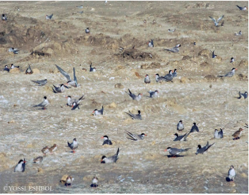 Salt of the Earth Acts to Protect Waterfowl